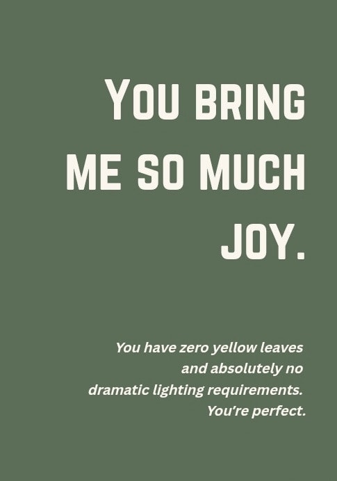 You bring me so much joy. You have zero yellow leaves and absolutely no dramatic lighting requirements. You're perfect.